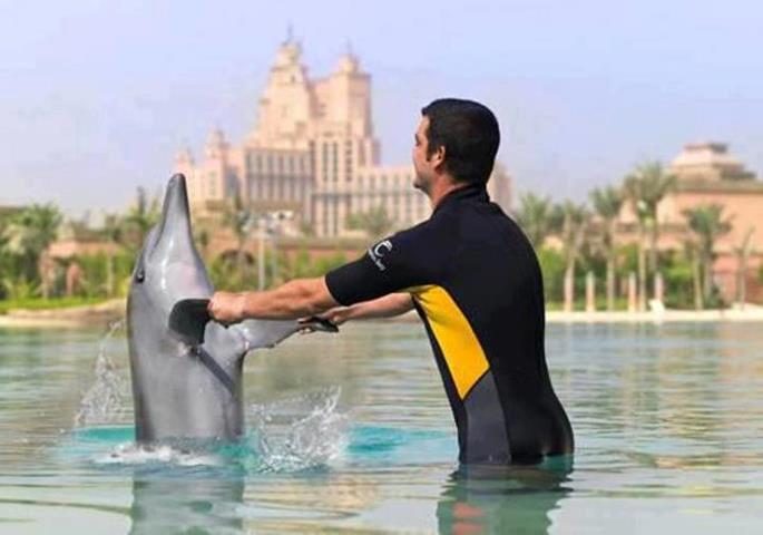 خليج الدلافين: